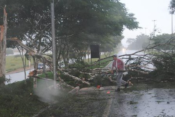 Temporal derruba árvore Pau Ferro e interdita pista da avenida J.K