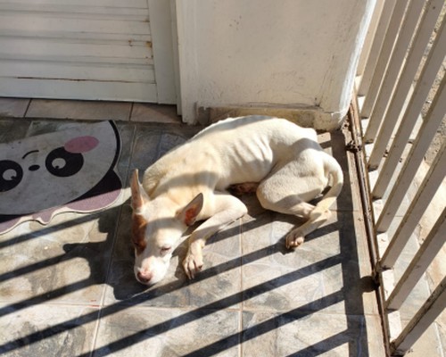 Homem é preso em flagrante após pitbull ser encontrado em estado deplorável