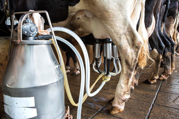 Nutricionista recomenda consumo de leite de vaca e explica formas de substituição do alimento