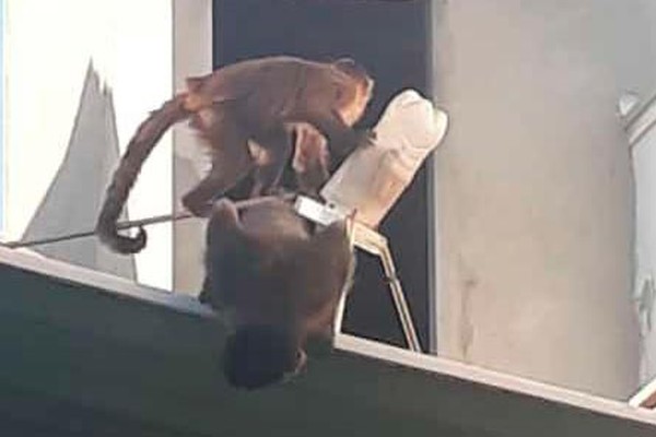 Macacos invadem casas em busca de comida no bairro Afonso Queiroz em Patos de Minas