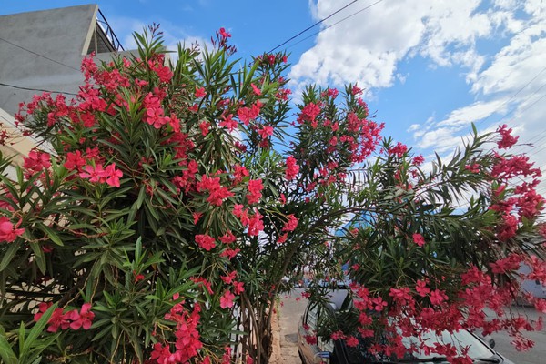 Linda e Perigosa! Árvore que se espalha pelas ruas de Patos de Minas pode até levar a morte