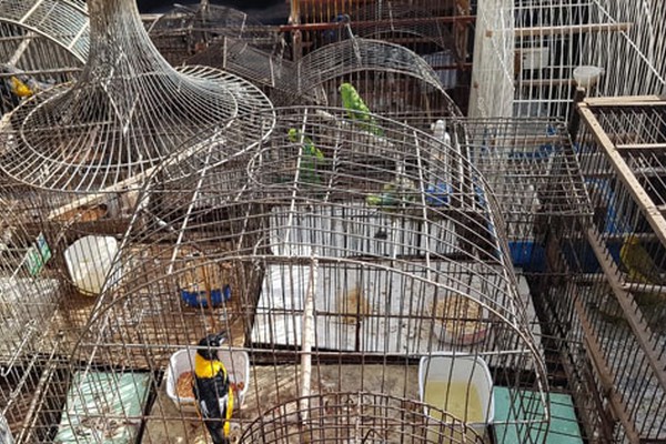 Morador que mantinha 26 pássaros silvestres em cativeiro é preso e multado em R$ 43 mil