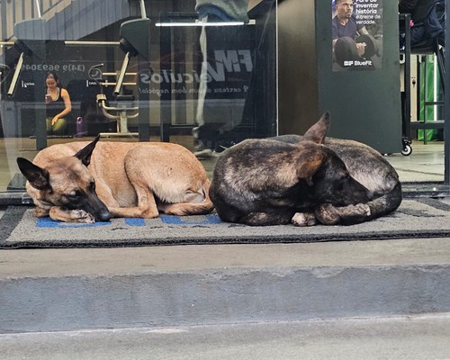 Abril Laranja terá feira de adoção, concurso de vira-latas e ações de conscientização em Patos de Minas