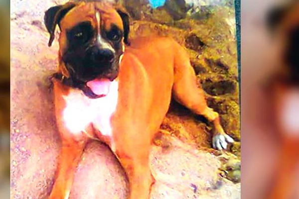 Dono procura por cão da raça boxer desaparecido nas imediações do Bairro Jardim Paulistano