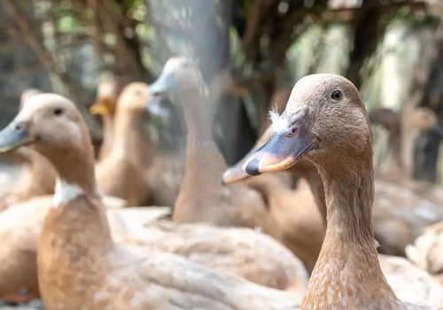 Sanciona lei que proíbe produção e comercialização de fois gras