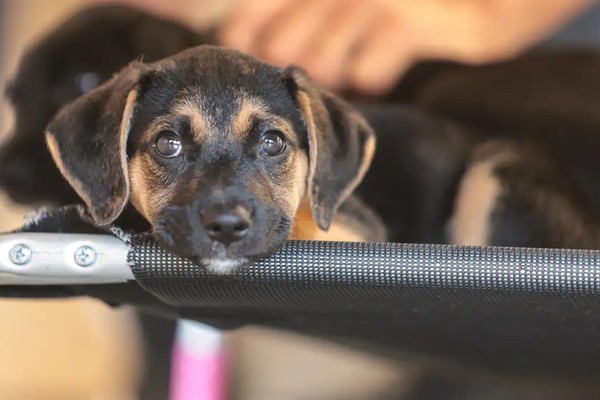 Governo abre consulta pública sobre genéricos e similares veterinários