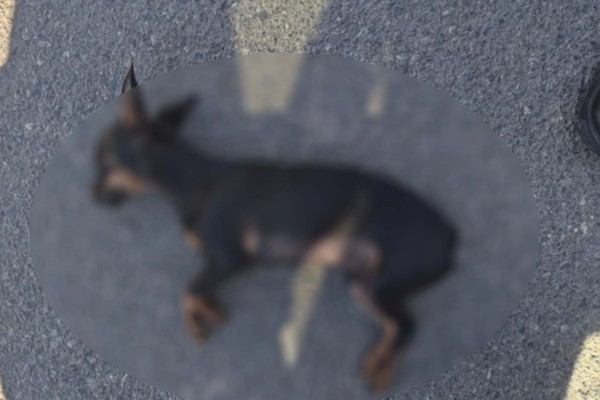 Jovem leva cãozinho morto até a polícia e denuncia o próprio pai em São Gonçalo do Abaeté