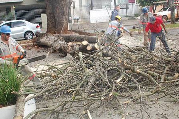 Parte de árvore desaba e interdita avenida no centro da cidade