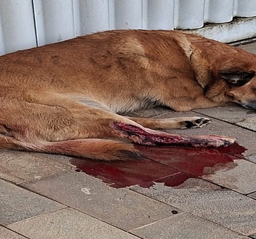 Motorista é indiciado pela polícia por atropelar cachorro e não prestar socorro em Araxá