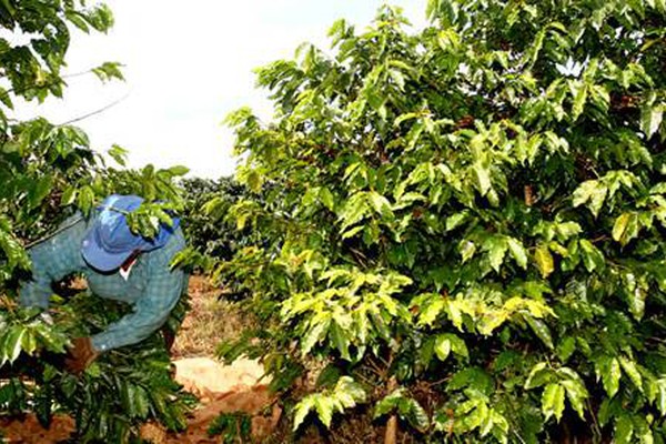 Dono de fazenda de café é denunciado pelo MPF de Patos de Minas por escravizar trabalhadores 