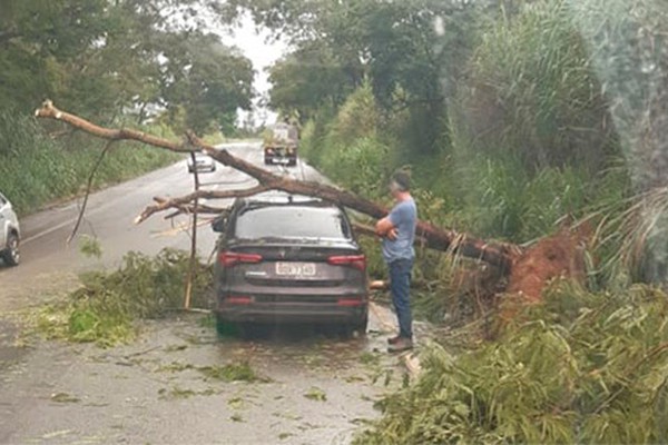 Árvore desaba sobre veículo na MGC354, entre Patos de Minas e Presidente Olegário