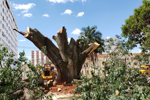 Paineira Rosa quase centenária que perdeu galho gigante será removida da Avenida Getúlio Vargas