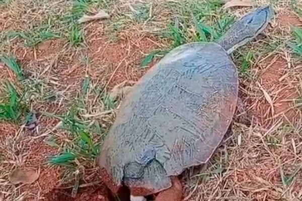 Comerciante registra cena impressionante de cágada desovando na Lagoa Grande em Patos de Minas