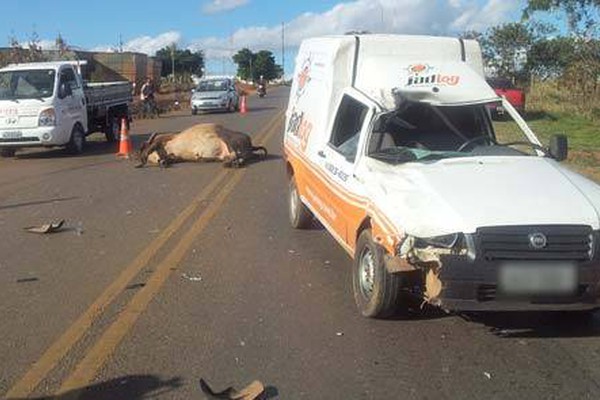 Motorista fica ferido e boi morre atropelado em acidente na avenida Marabá