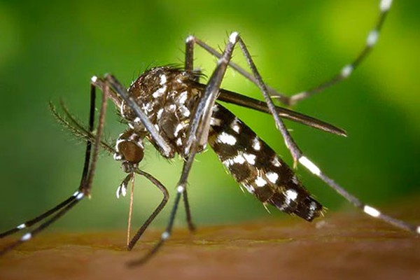 MPMG recomenda medidas de combate à dengue, zika e chikungunya em Coromandel e Abadia dos Dourados