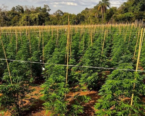 Polícia Civil indicia cinco por cultivo de enorme plantação de maconha em Coromandel