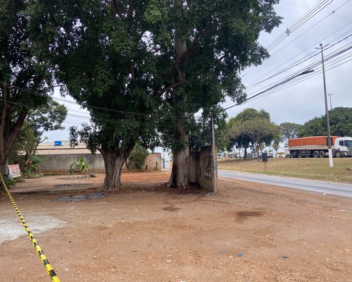 Eucalipto gigante é incendiado de forma criminosa e risco de queda faz bombeiros interditarem avenida