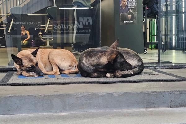 Abril Laranja terá feira de adoção, concurso de vira-latas e ações de conscientização em Patos de Minas