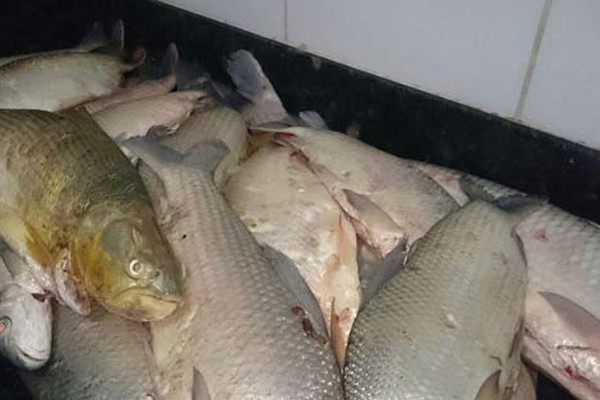 PM Ambiental apreende pescado e prende pescadores por pesca predatória no Rio da Prata
