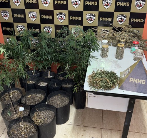 Polícia encontra estrutura para a produção de flor de maconha e prende homem de 36 anos por tráfico