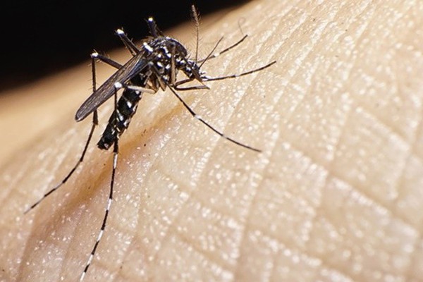 Surgimento da Dengue e seus mitos e verdades