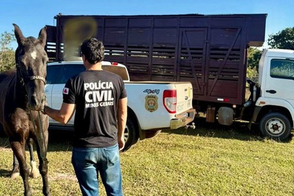 PC recupera égua de alto valor comercial em Presidente Olegário durante investigação interestadual