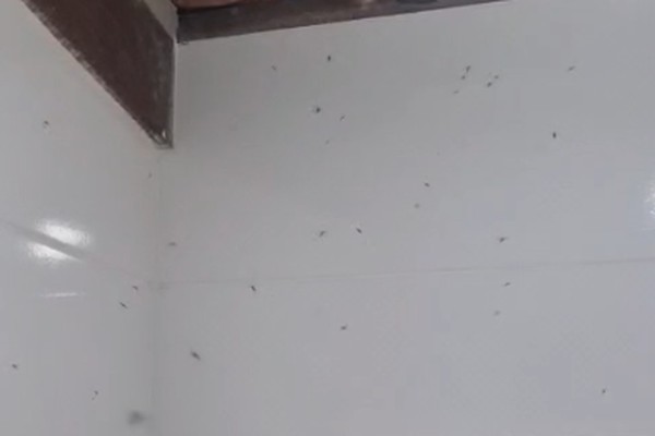 Moradores de Major Porto sofrem com infestação de mosquitos e pedem providências da prefeitura