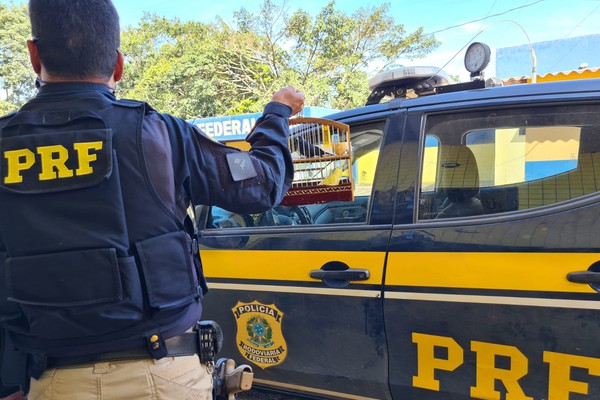 PRF prende em Patos de Minas jovem transportando gaiola com canário e azulão
