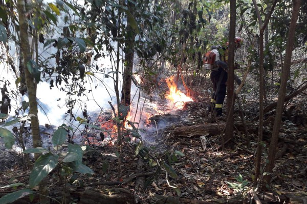 Bombeiros lutam para controlar chamas e salvar animais; incêndio em Contendas destrói 80 ha
