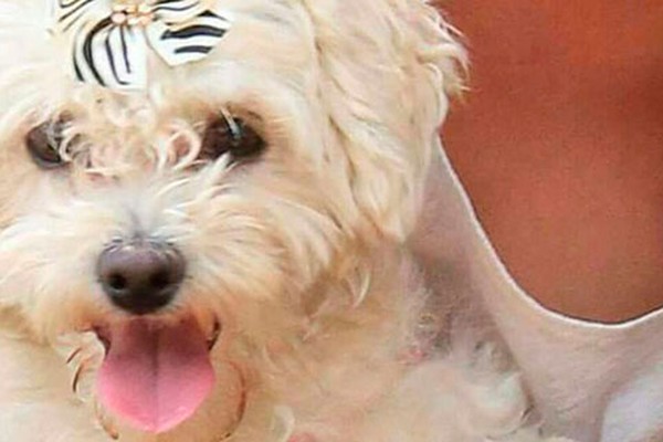 Família oferece gratificação para localizar cadelinha de estimação desaparecida desde domingo