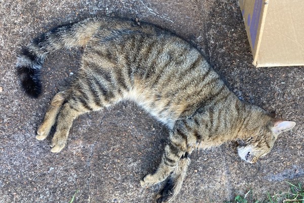 Família sofre com envenenamento em série de gatos e clama por justiça em Patos de Minas