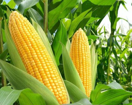 Homem de 56 anos é preso por furtar espigas de milho em lote de Patos de Minas