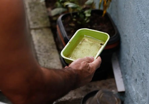 El Niño pode aumentar casos de chikungunya e dengue no Brasil