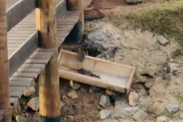 Morador flagra infestação de ratos em lagoa que é cartão postal de Presidente Olegário