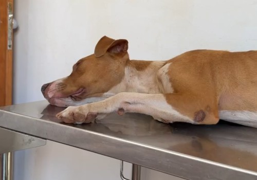 Doença viral que pode levar cães à morte acende alerta em Patos de Minas; vacina é a principal prevenção