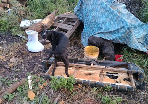 Polícia encontra cães e gatos sem comida e feridos e idoso acaba preso em Patos de Minas