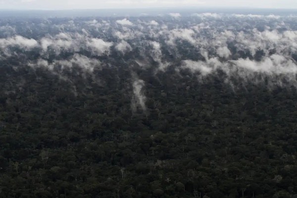 Emissão de gases do efeito estufa por queimadas na Amazônia cresce 60%