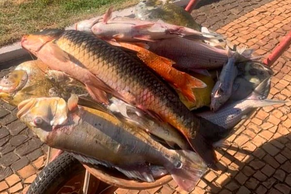 Diversos peixes da lagoa na região central de Lagoa Formosa aparecem mortos