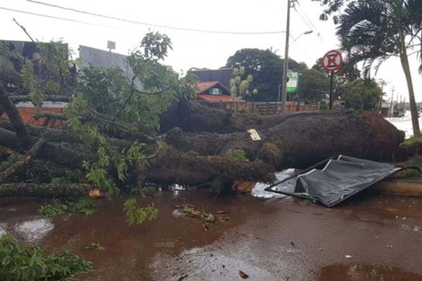 Temporal acompanhado de granizo arranca árvores e deixa rastro de destruição em Lagoa Formosa