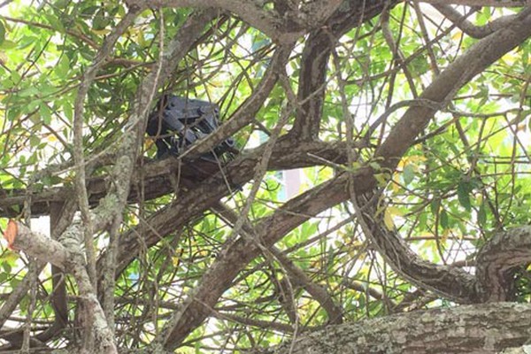 Boato de macaco morto no Mocambo leva diversas pessoas a buscarem os postos de saúde
