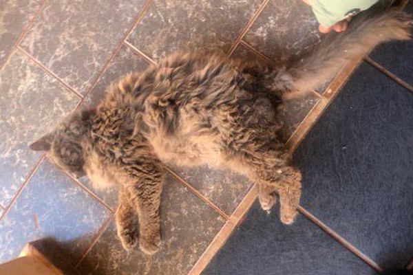 Vizinho é preso por agredir gata com golpes de vassoura e deixá-la agonizando; ele nega e delegado não ratifica prisão