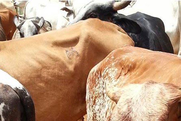 Caseiro é preso acusado de consumir mais de 400 cabeças de gado do patrão