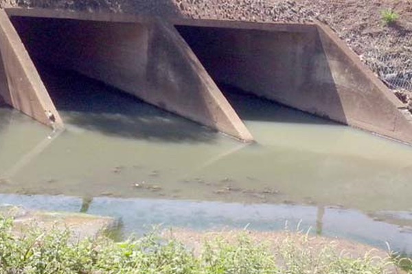 Dezenas de cágados sobrevivem em meio a poluição que toma conta do Córrego do Monjolo 