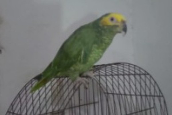 PM prende jovem com maconha e cocaína e apreende papagaio em cativeiro em Patos de Minas