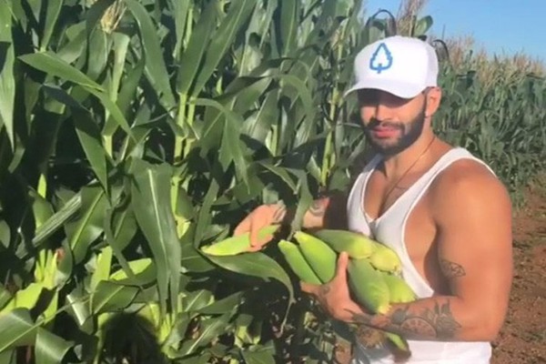 Vídeo do cantor Gusttavo Lima “roubando” milho para fazer pamonha viraliza na internet