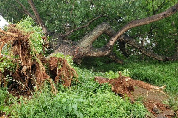 Árvore gigante desaba em praça de Patos de Minas e atinge rede elétrica