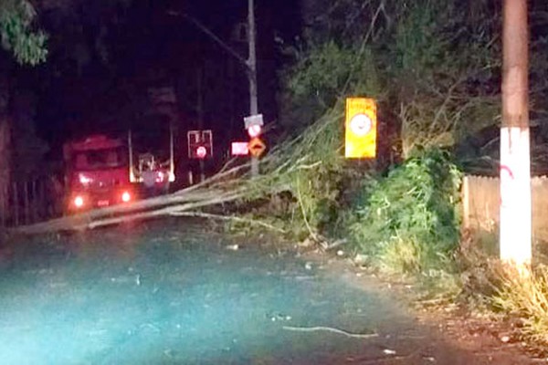 Árvore cai devido ao vento, danifica rede elétrica e causa transtornos no bairro Nossa Senhora Aparecida
