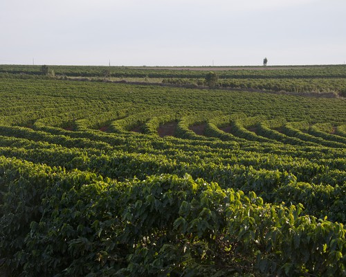 Iniciativas sustentáveis praticadas na região do Cerrado Mineiro serão apresentadas na COP30