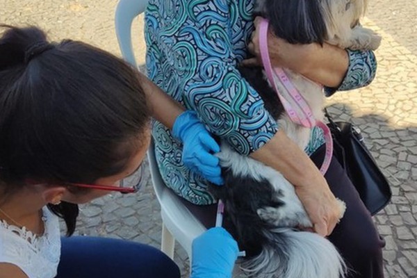 Penúltimo mutirão de vacinação antirrábica acontece neste sábado em Patos de Minas; veja locais