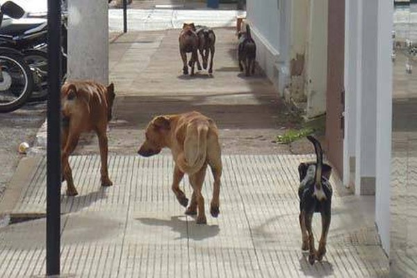 Castração por injeção pode ser alternativa para reduzir superpopulação de cães 
